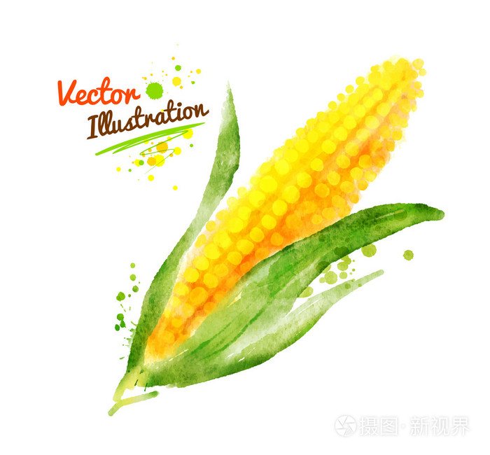 水彩玉米与油漆溅插画-正版商用图片0dr442-摄图新视界
