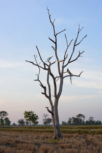 与稻田的枯树，也是农村地区的常见风景