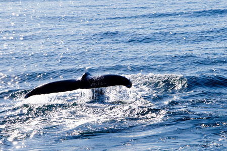 驼背鲸潜水显示尾巴
