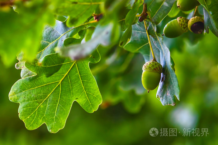 绿色橡子吊树橡树叶背景自然夏天干了什么