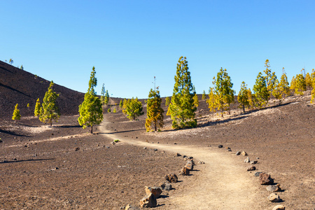 el teide 国家公园 特内里费岛，西班牙加那利群岛