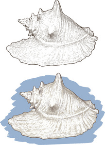 白海贝壳