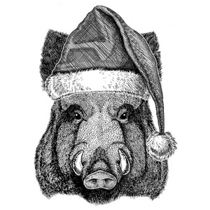 Aper 野猪 猪 猪 野猪戴着圣诞帽子新的一年平安夜圣诞快乐和新年快乐动物园生活假期庆祝圣诞老人帽子