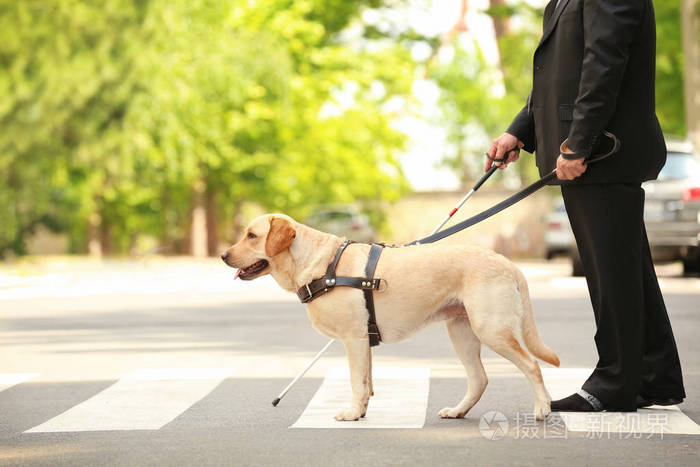 导盲犬帮助盲人在人行横道上