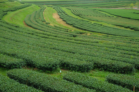 在泰国北部的茶叶种植园