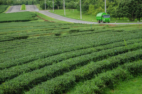 在泰国北部的茶叶种植园