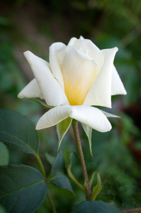 微妙的白玫瑰图片