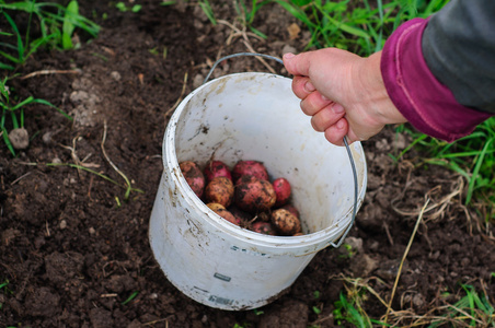 收获的年轻新鲜的土豆，用塑料桶