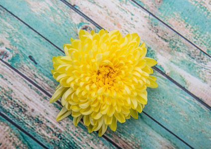 可食用的黄色菊花图片