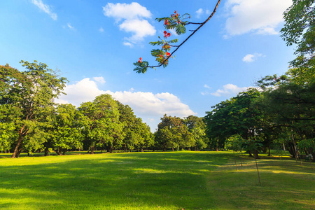 绿树在美丽的公园，在蓝蓝的天空下
