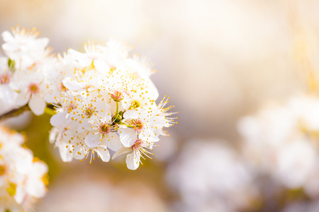 与白花盛开的春天的花朵