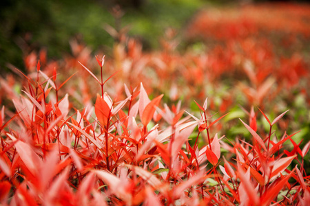 布什与鲜艳的红色的叶子，美丽的自然抽象高建群