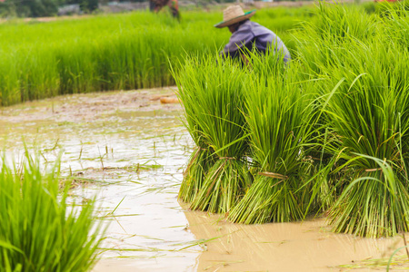 亚洲农民在稻田上工作