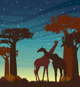 两只长颈鹿和夜晚的天空的轮廓