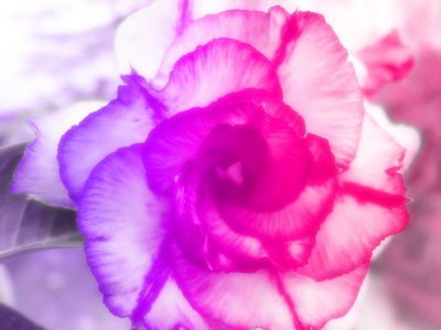 美丽的花朵，用彩色滤光片