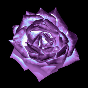 超现实主义暗铬紫柔嫩的玫瑰花朵宏观上黑色孤立