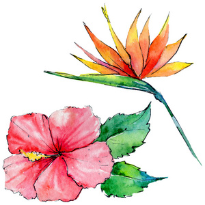 热带夏威夷叶子中分离出水彩风格