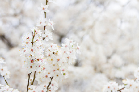 春天盛开的花朵