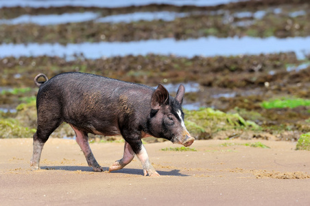 小猪在海洋海滩