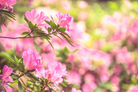 粉红色的花，盛开在户外的特写镜头