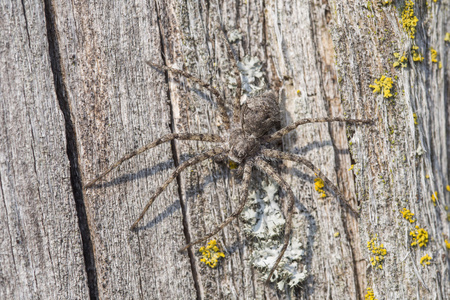 运行蟹蛛，草皮逍遥 margaritatus