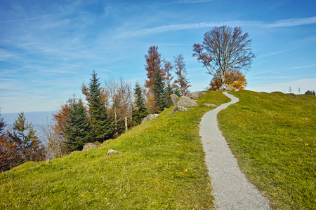 秋天一棵树附近阿尔卑斯山 Rigi