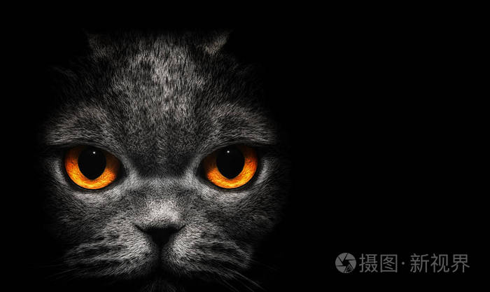 从黑暗中查看.橙色的眼睛,黑色的背景上的猫