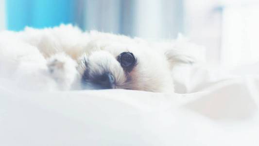 可爱的小狗睡躺在床上的白色面纱