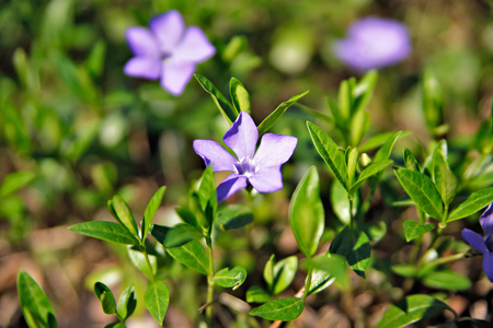 春天的花朵。嫩绿的树叶和花朵