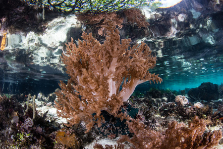 软珊瑚在 Raja Ampat，印度尼西亚