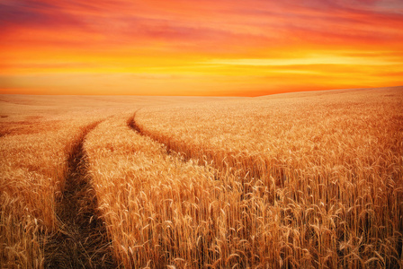 小麦和日落天空光场与美丽的风景