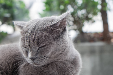 猫在多彩的模糊背景在沙发上放松