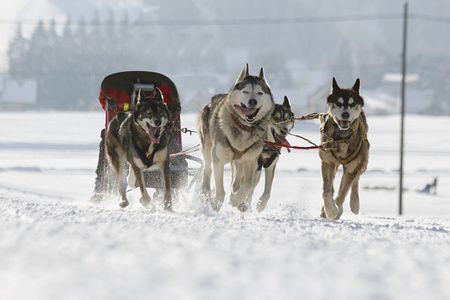 哈士奇雪橇犬在雪中运行