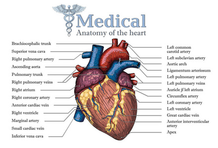 解剖人体心脏手绘制的海报与 ve 题词
