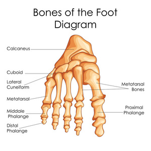 医学教育的生物学对骨骼的脚图图