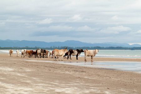 牛在海滩上