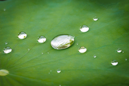 叶子上的水滴