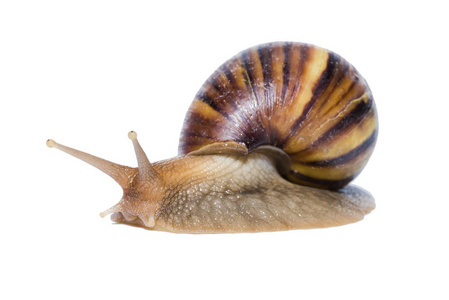 蜗牛在白色背景上孤立的特写