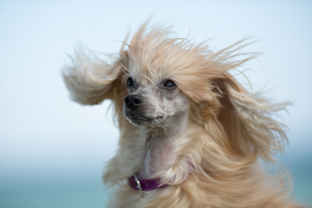 中国冠毛犬在户外