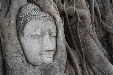 在大城府，泰国玛哈泰寺佛头的形象