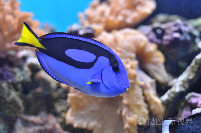 水族馆里的蓝鱼