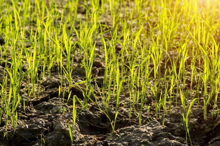 水稻植株在稻田与阳光