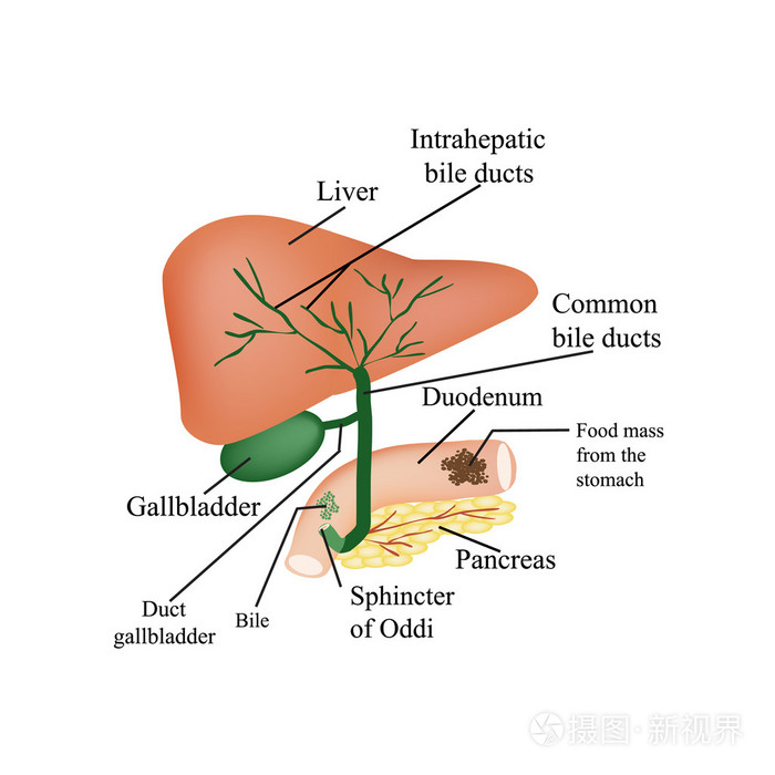 肝脏胆囊胆道和胰腺的解剖结构对孤立背景矢量图