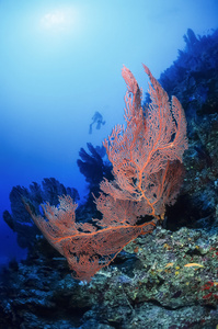 太平洋，斐济群岛，五颜六色照片 热带红柳珊瑚在珊瑚礁墙上电影扫描
