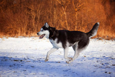 西伯利亚雪橇犬在森林里散步