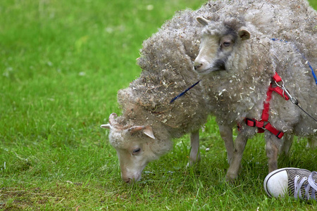 灰色的小羊羔在绿草地上放牧