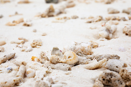 件的珊瑚和贝壳沙海滩上图片