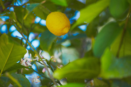 柠檬种植在花园里的树枝上