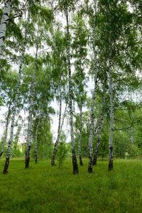 正宗美丽的夏季景观桦树林在俄罗斯在一个明确的阳光明媚的禁止