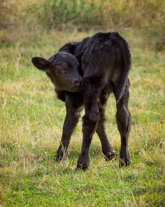 安格斯 calf1